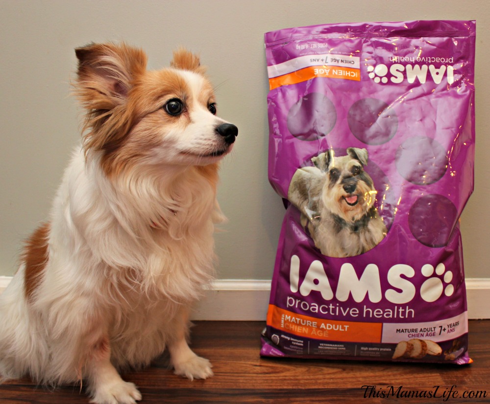 Iams chihuahua food review hotsell