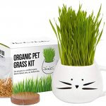 Organic-Cat-Grass